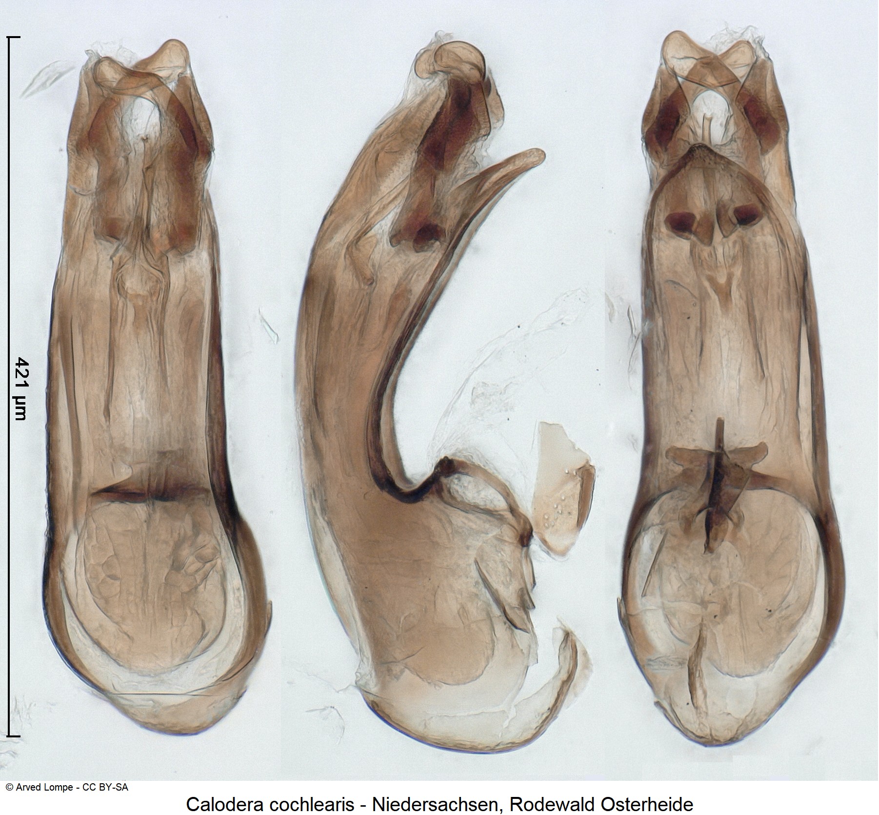 calodera_cochlearis_ck36953798.jpg