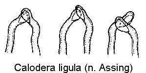 calodera_ligula_is.gif