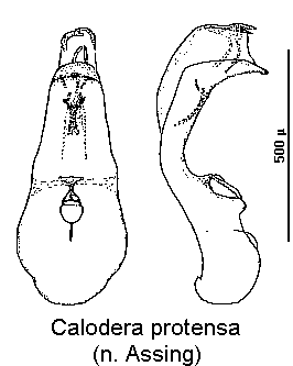 calodera_protensa.gif