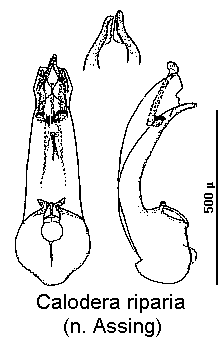 calodera_riparia.gif