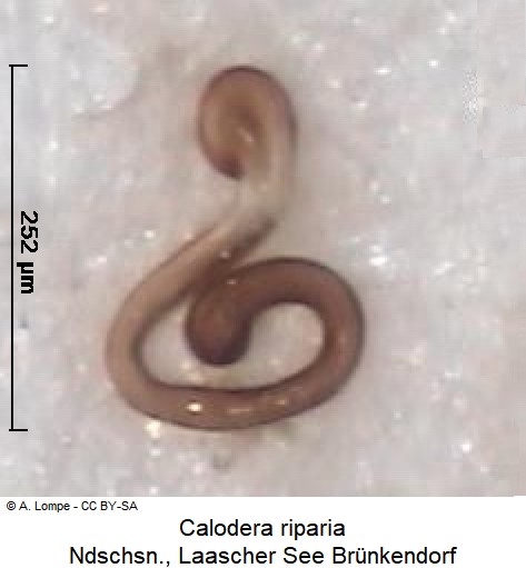 calodera_riparia_sperm.jpg