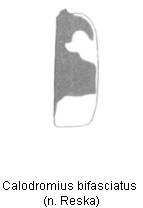 calodromius_bifasciatus_fld.gif