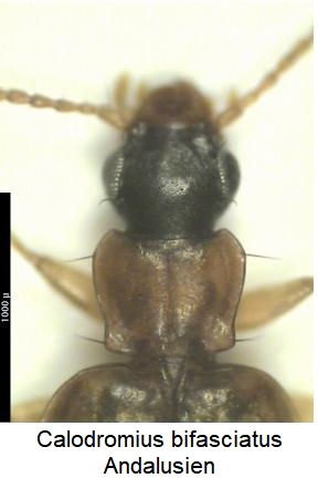calodromius_bifasciatus_vk.jpg