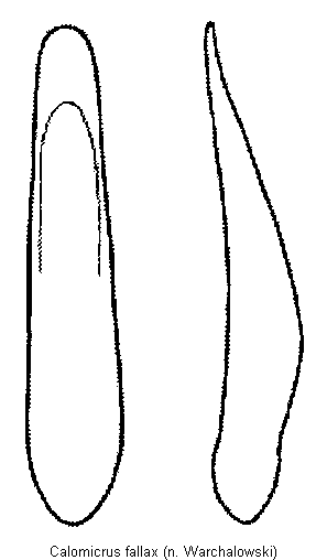 calomicrus_fallax.gif