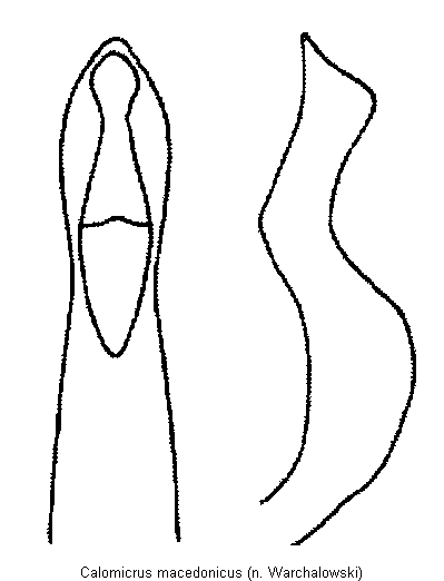 calomicrus_macedonicus.gif