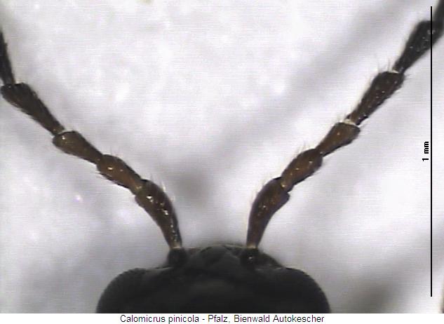 calomicrus_pinicola_f.jpg