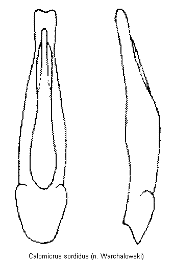 calomicrus_sordidus.gif