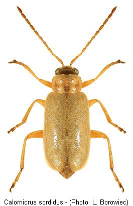 calomicrus_sordidus.jpg