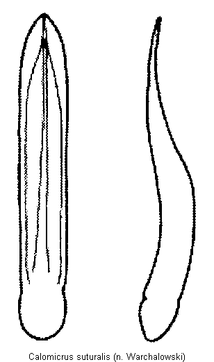 calomicrus_suturalis.gif