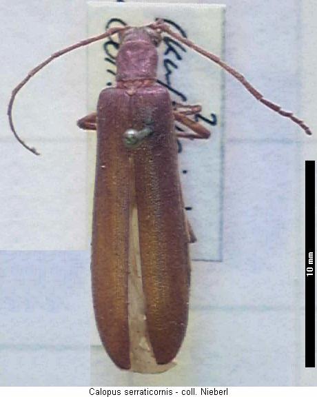 calopus_serraticornis_hab.jpg