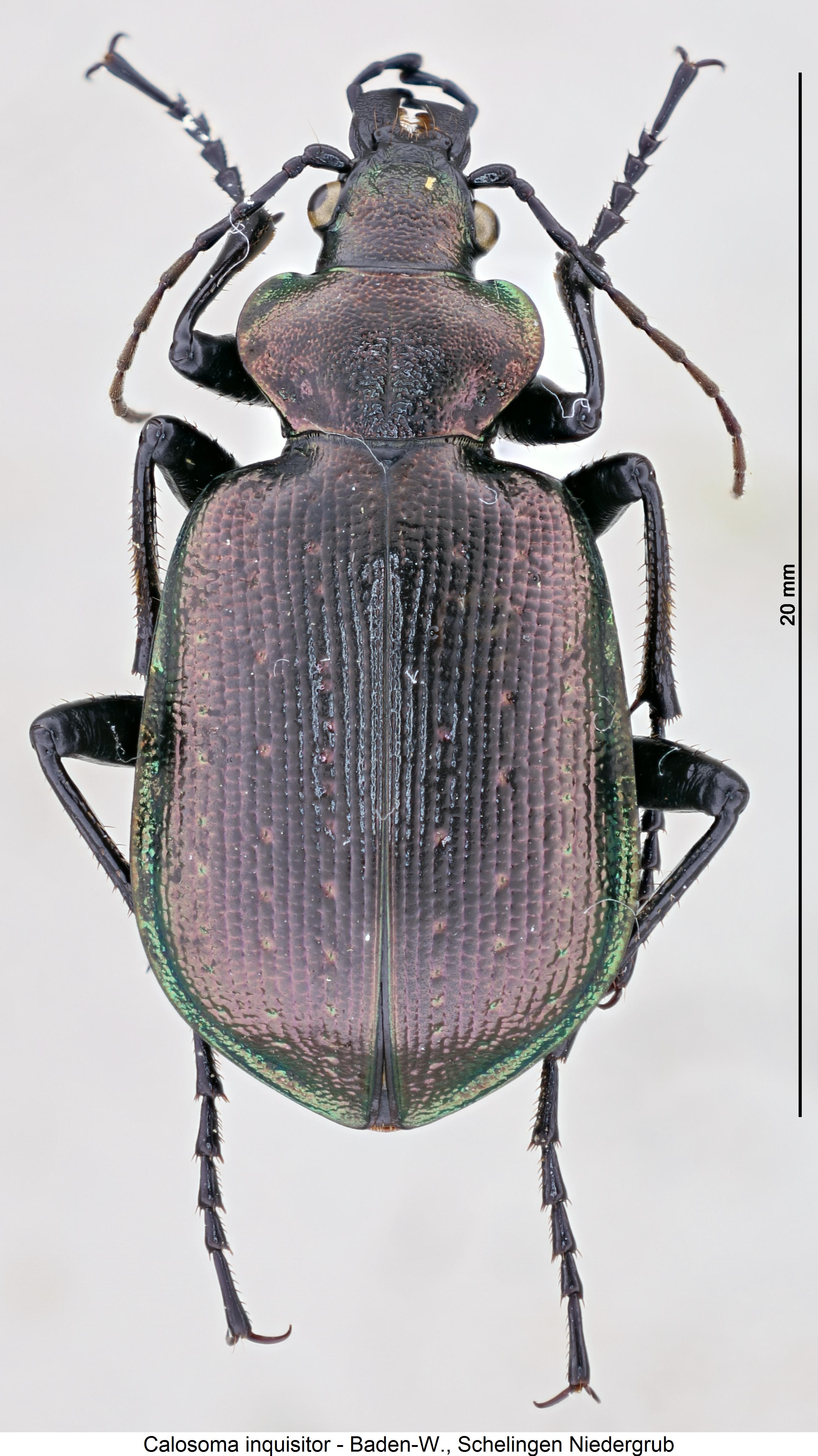 calosoma_inquisitor_hab2.jpg