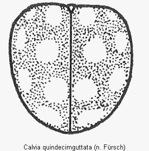 calvia_quindecimguttata_fld.gif