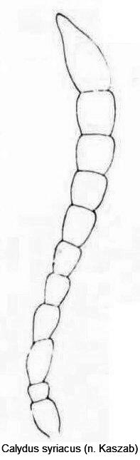 calydus_syriacus_antenne.jpg