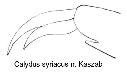calydus_syriacus_hbklaue.jpg
