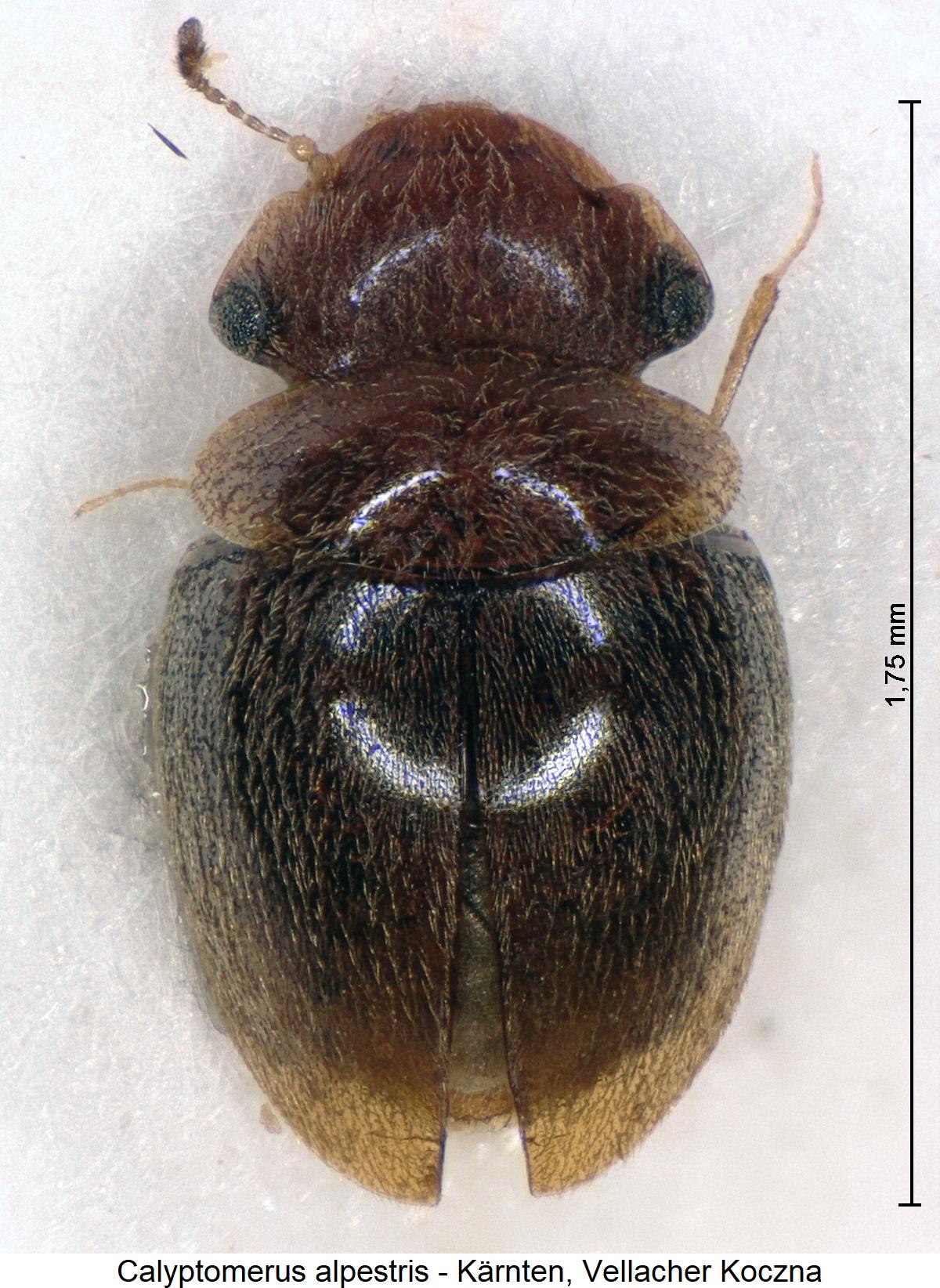 calyptomerus_alpestris_hab.jpg