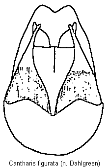 cantharis_figurata.gif