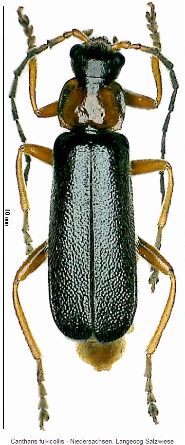 cantharis_fulvicollis_hab.jpg