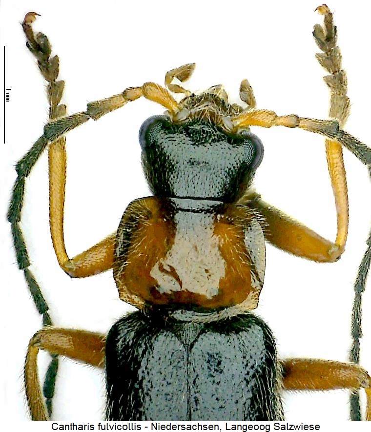cantharis_fulvicollis_vk.jpg