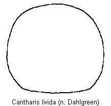 cantharis_livida_hsch.gif