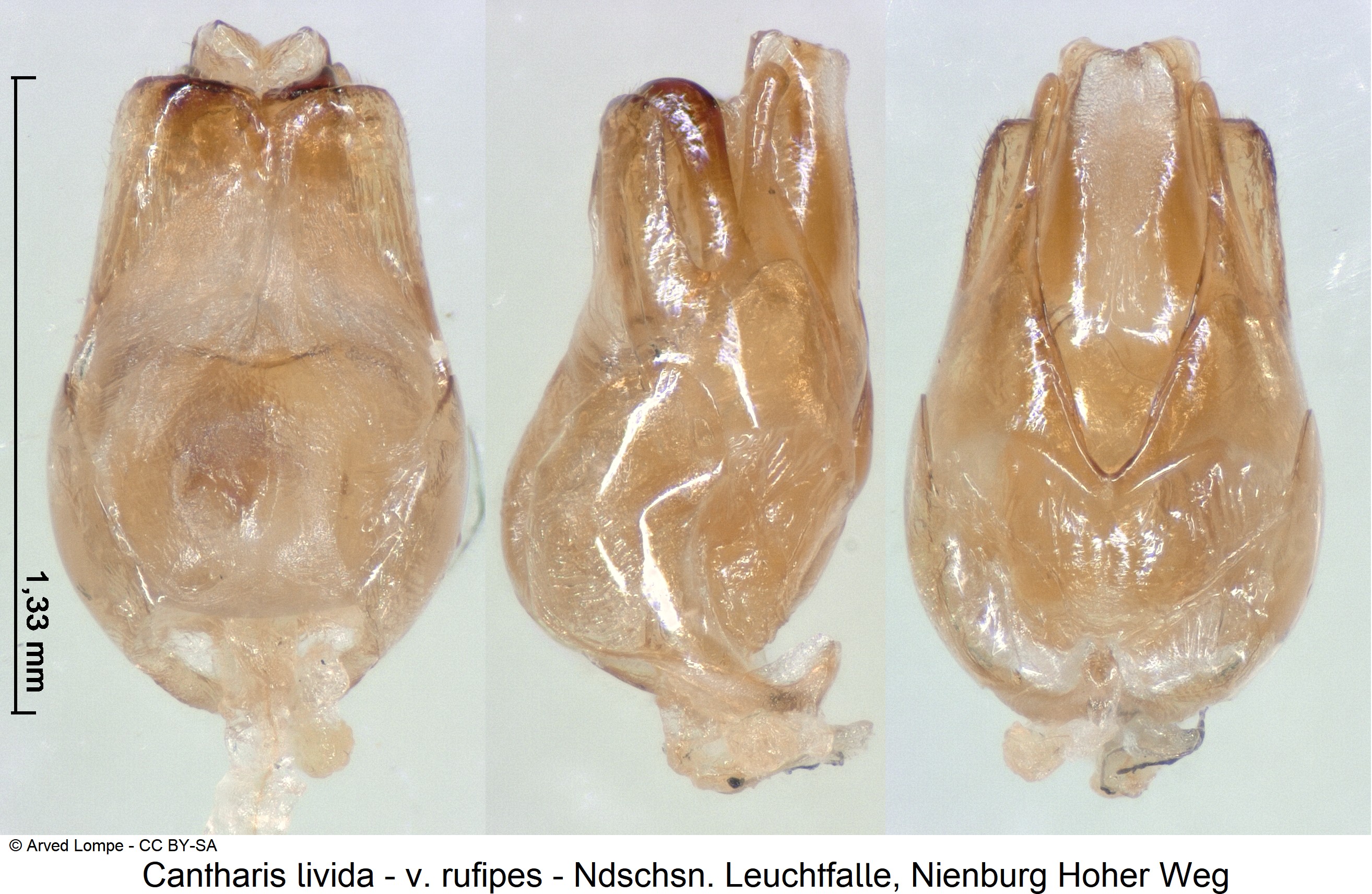 cantharis_livida_v_rufipes_ck38100158.jpg