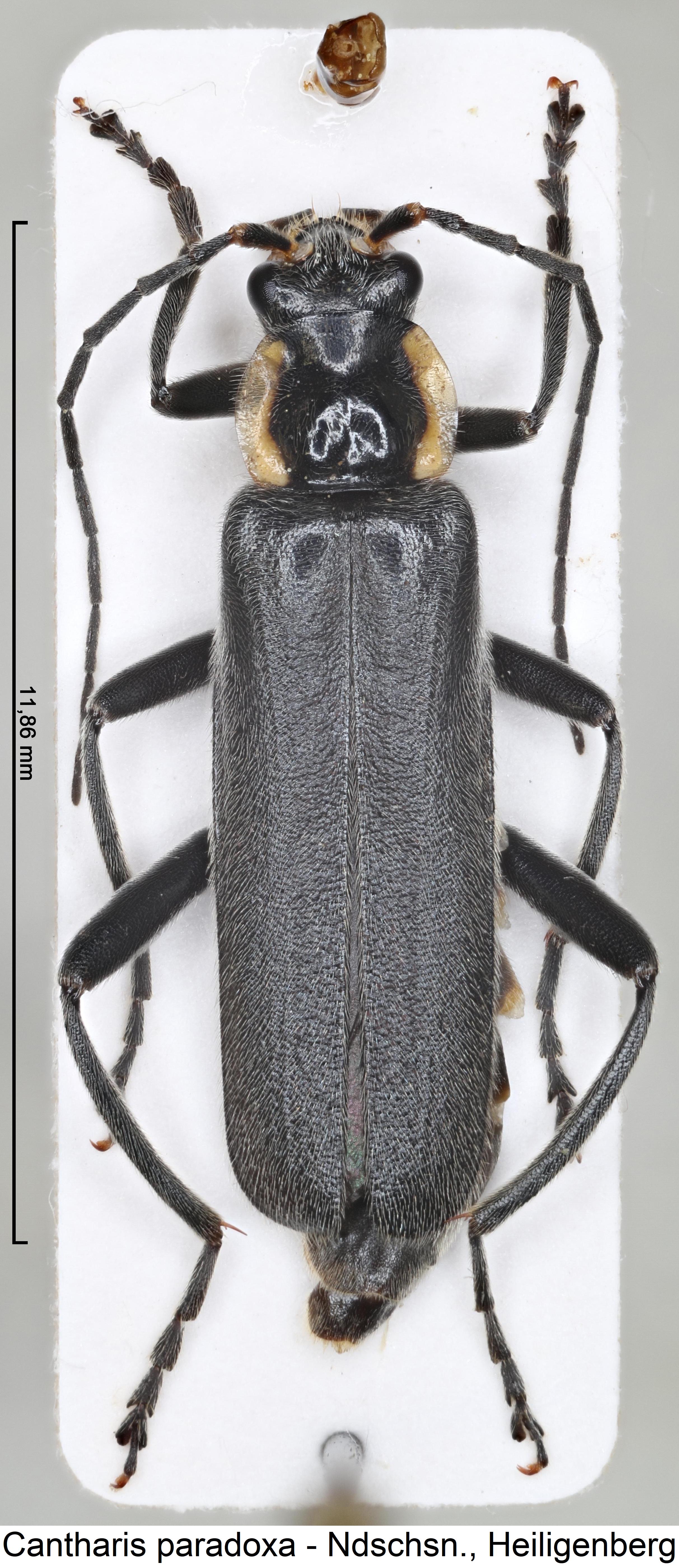 cantharis_paradoxa_hab.jpg