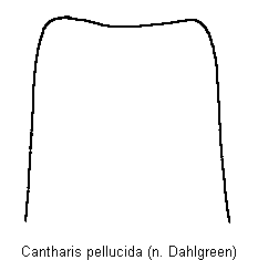 cantharis_pellucida_ds.gif