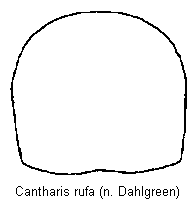 cantharis_rufa_hsch.gif