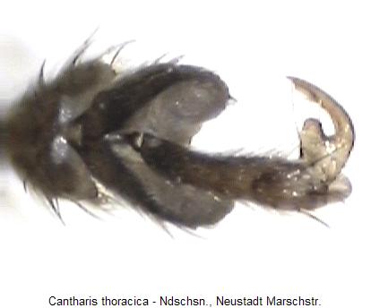 cantharis_thoracica_tr.jpg