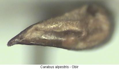 carabus_alpestris.jpg