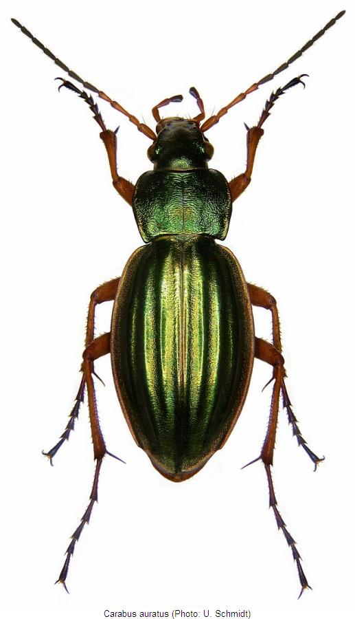 carabus_auratus_hab.jpg