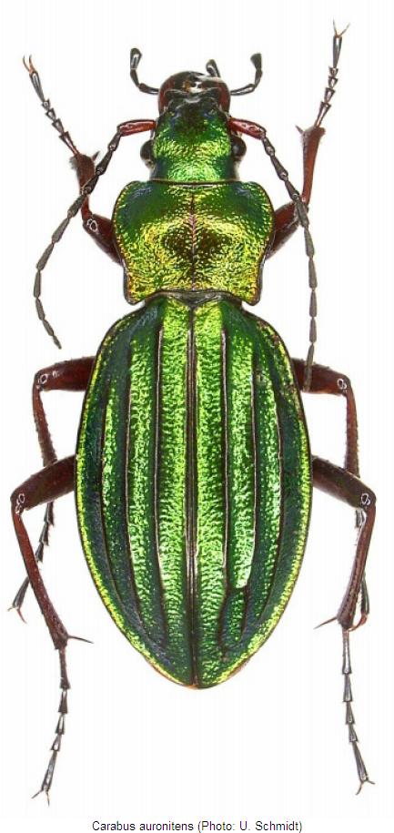 carabus_auronitens_hab.jpg