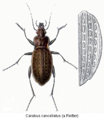 carabus_cancellatus_rtt.jpg