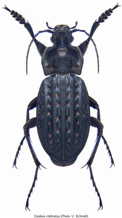 carabus_clathratus_hab.jpg