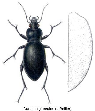 carabus_glabratus_rtt.jpg