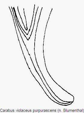carabus_purpurascens.gif