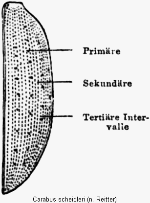 carabus_scheidleri_fld.gif