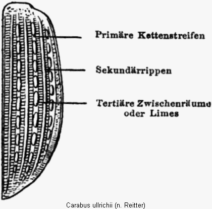 carabus_ullrichii_fld.gif