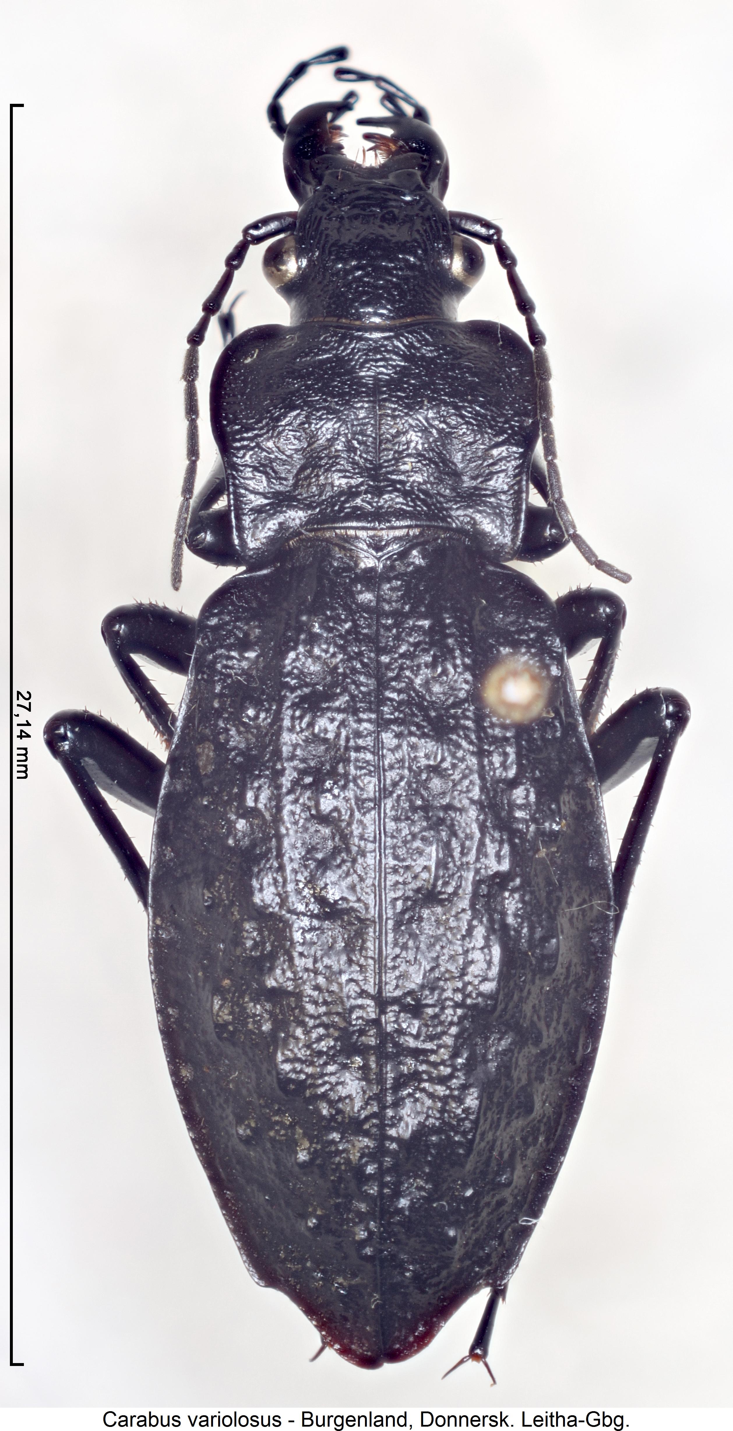 carabus_variolosus_hab.jpg