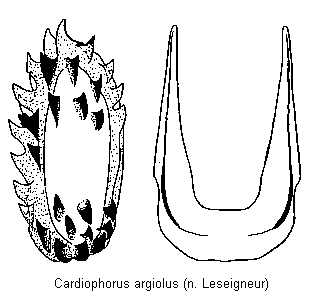 cardiophorus_argiolus_bursa.gif
