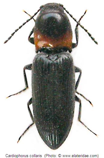 cardiophorus_collaris_hab.jpg