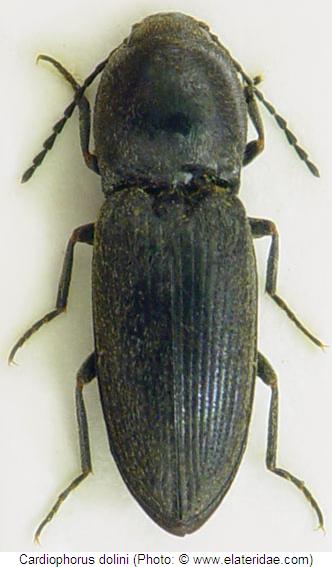 cardiophorus_dolini_hab.jpg