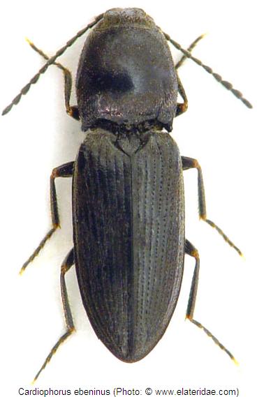 cardiophorus_ebeninus_hab.jpg