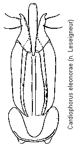 cardiophorus_eleonorae.gif