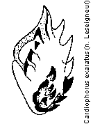cardiophorus_exaratus_bursa.gif
