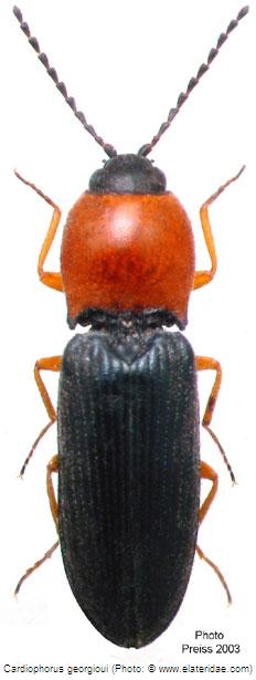 cardiophorus_georgioui_hab.jpg