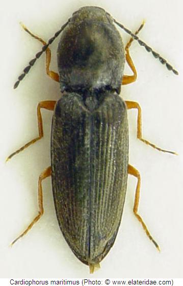 cardiophorus_maritimus_hab.jpg