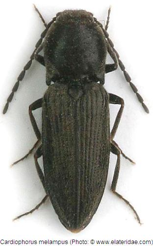 cardiophorus_melampus_hab.jpg