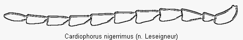 cardiophorus_nigerrimus_f.gif