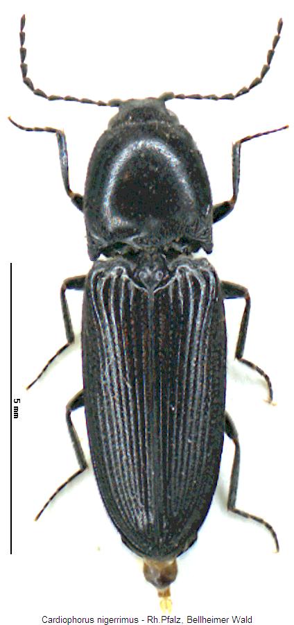 cardiophorus_nigerrimus_hab.jpg