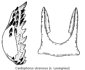 cardiophorus_ulcerosus_bursa.gif